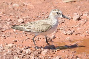 Semipalmated Sandpiper - 5/21/22, Rose Valley Lake &copy; Bobby Brown