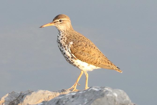 Spotted Sandpiper - 5/20/22, Rose Valley Lake &copy; Bobby Brown