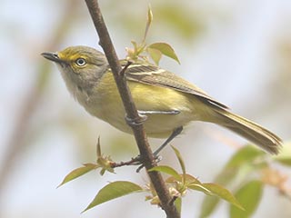 White-eyed Vireo - 5/1/22, SGL 252 &copy; Bobby Brown