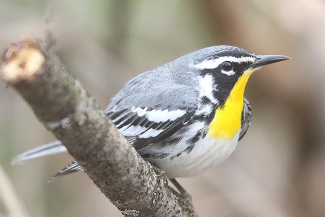 Yellow-throated Warbler - 4/23/22, Trout Run Park &copy; Bobby Brown