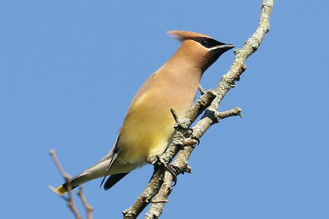 Cedar Waxwing - 7/3/22, Rose Valley Lake &copy; Bobby Brown