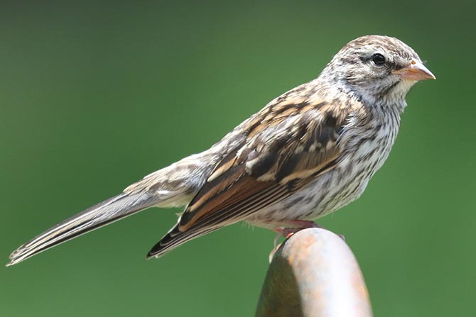 Chipping Sparrow - 6/17/22, Montoursville &copy; Bobby Brown