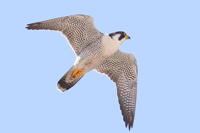 Peregrine Falcon - 6/3/22, Williamsport Dam &copy; Bobby Brown