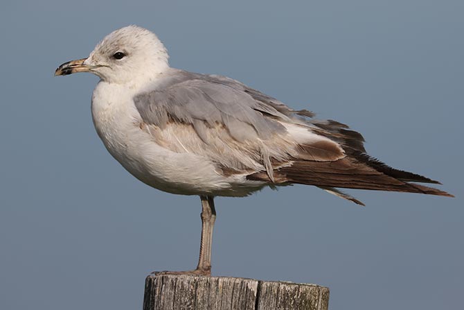 Ring-billed Gull - 6/5/22, Rose Valley Lake &copy; Bobby Brown
