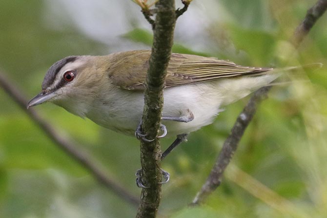 Red-eyed Vireo - 6/5/22, Rose Valley Lake &copy; Bobby Brown