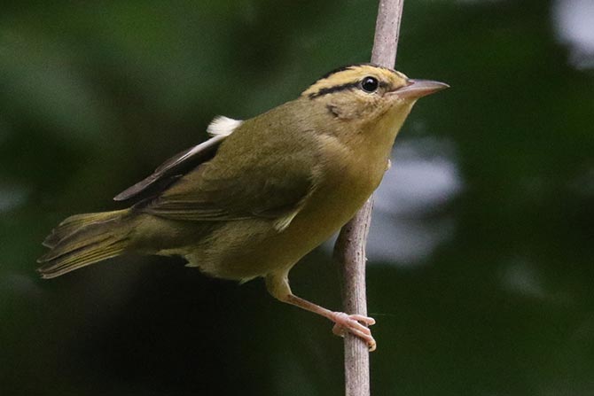 Worm-eating Warbler - 7/18/22, Mill St. &copy; Bobby Brown
