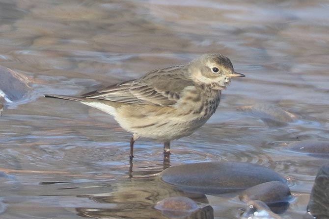 American Pipit - 1/21/24, Mill St. &copy; Bobby Brown