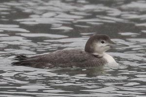 Common Loon - 1/3/24, Williamsport Dam &copy; Bobby Brown