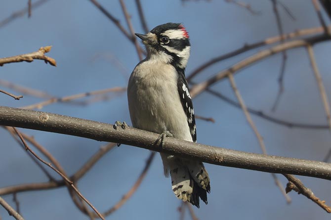 Downy Woodpecker - 2/25/24, Williamsport Dam &copy; Bobby Brown