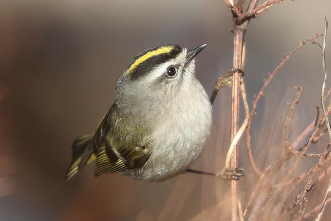 Golden-crowned Kinglet - 2/3/24, Williamsport Dam &copy; Bobby Brown
