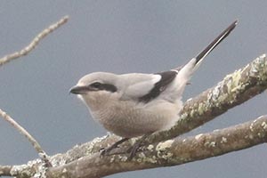 Northern Shrike - 12/29/23, Rose Valley Lake &copy; Bobby Brown