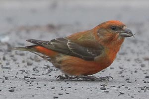 Red Crossbill - 2/11/24, Haneyville &copy; Bobby Brown