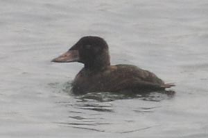 Surf Scoter - 12/23/23, Williamsport Dam &copy; Bobby Brown