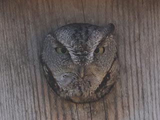 Eastern Screech-Owl - 11/9/23, Robert Porter Allen Natural Area &copy; Bobby Brown