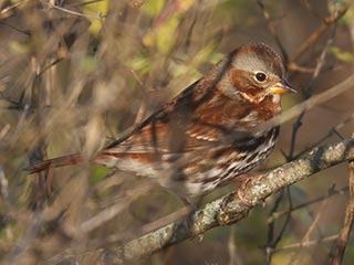 Fox Sparrow - 11/11/23, Rose Valley Lake &copy; Bobby Brown