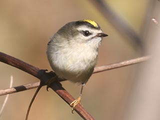 Golden-crowned Kinglet - 11/3/23, Robert Porter Allen Natural Area &copy; Bobby Brown