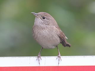 House Wren - 9/26/23, Rose Valley Lake &copy; Bobby Brown