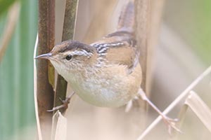 Marsh Wren - 10/18/23, Robert Porter Allen Natural Area &copy; Bobby Brown