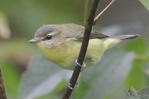 Philadelphia Vireo - 9/26/23, Rose Valley Lake &copy; Bobby Brown