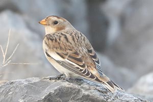 Snow Bunting - 11/12/23, Rose Valley Lake &copy; Bobby Brown