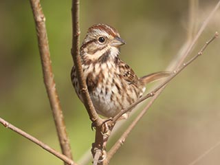 Song Sparrow - 11/3/23, Robert Porter Allen Natural Area &copy; Bobby Brown