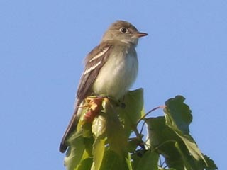 Alder Flycatcher - 5/26/23, Rose Valley Lake &copy; Bobby Brown