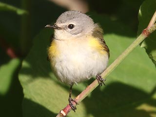 American Redstart - 5/27/23, Mill St. &copy; Bobby Brown