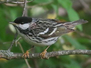 Blackpoll Warbler - 5/19/23, Rose Valley Lake &copy; Bobby Brown