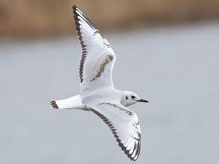 Bonaparte's Gull - 3/25/23, Rose Valley Lake &copy; Bobby Brown