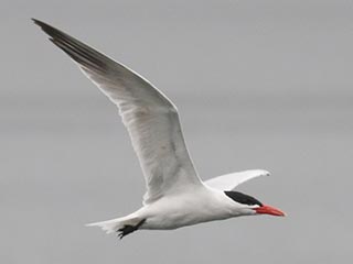 Caspian Tern - 4/30/23, Rose Valley Lake &copy; Bobby Brown