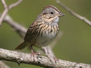 Lincoln's Sparrow - 5/8/23, RPANA &copy; Bobby Brown