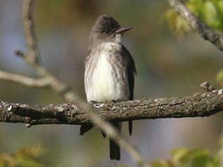 Olive-sided Flycatcher - 5/12/23, Rose Valley Lake &copy; Bobby Brown