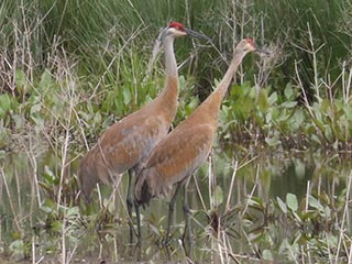 Sandhill Cranes - 4/29/23, RPANA &copy; Bobby Brown