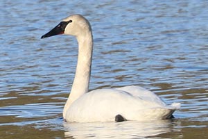 Trumpeter Swan - 3/20/23, Beaver Lake &copy; Bobby Brown