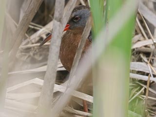 Virginia Rail - 4/28/23, RPANA &copy; Bobby Brown