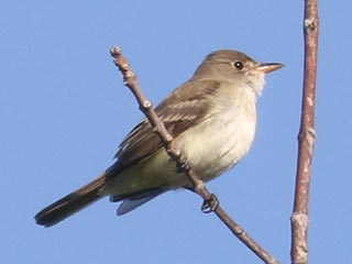 Willow Flycatcher - 5/26/23, Rose Valley Lake &copy; Bobby Brown