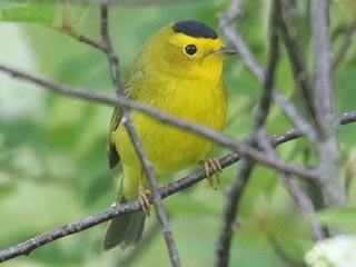 Wilson's Warbler - 5/12/23, Rose Valley Lake &copy; Bobby Brown