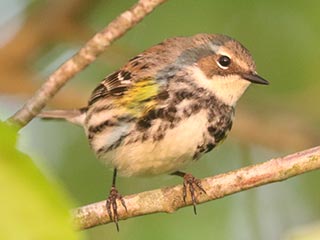 Yellow-rumped Warbler - 5/19/23, Rose Valley Lake &copy; Bobby Brown