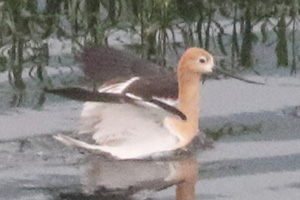 American Avocet - 7/17/23, Williamsport Dam &copy; Bobby Brown