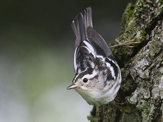 Black-and-white Warbler - 7/8/23, Rose Valley Lake &copy; Bobby Brown