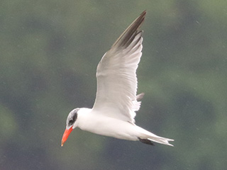 Caspian Tern - 6/16/23, Williamsport Dam &copy; Bobby Brown