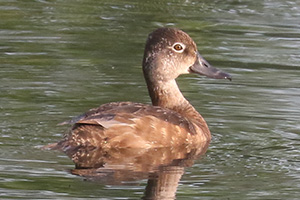Ring-necked Duck - 6/3/23, Rose Valley Lake &copy; Bobby Brown