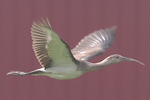 White Ibis - 7/20/23, near Muncy &copy; Bobby Brown