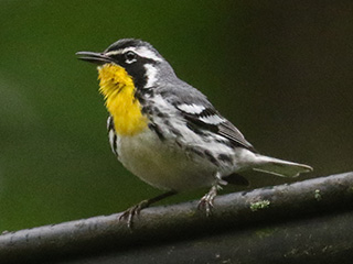 Yellow-throated Warbler - 6/16/23, Trout Run Park &copy; Bobby Brown
