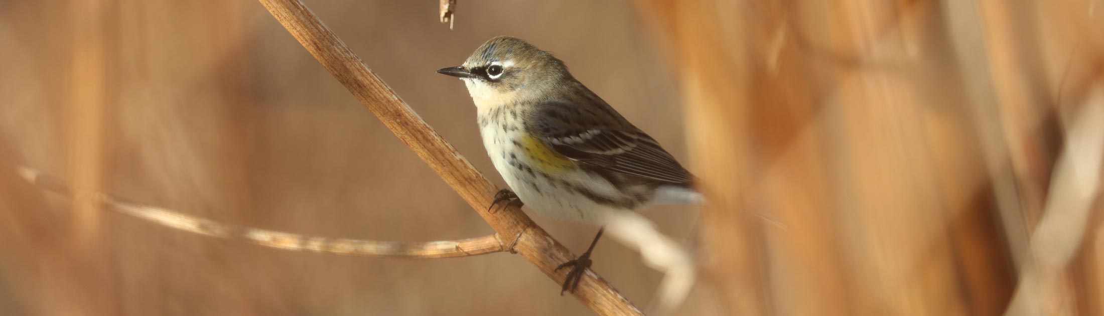 Seasonal Report - Winter 2024-25