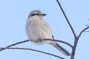 Northern Shrike - 1/11/25, Rose Valley Lake &copy; Bobby Brown