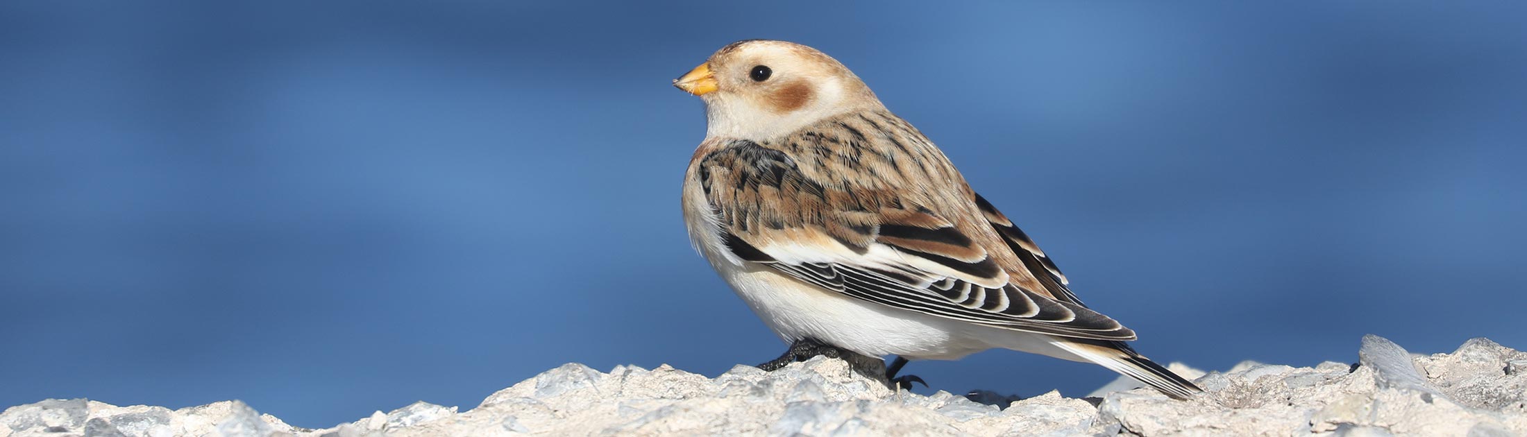 Seasonal Report - Fall 2024