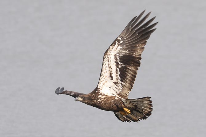 Bald Eagle - 9/6/24, Rose Valley Lake &copy; Bobby Brown