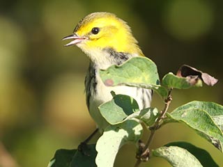 Black-throated Green Warbler - 9/11/24, Rose Valley Lake &copy; Bobby Brown