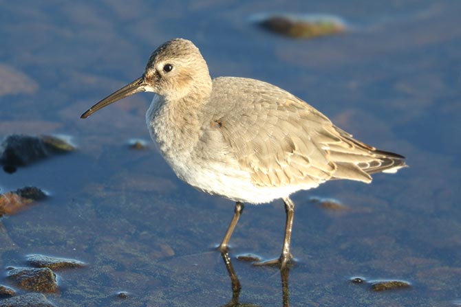 Dunlin - 11/3/24, Rose Valley Lake &copy; Bobby Brown